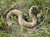 A rattlesnake slithers in the grass at Beale Air Force Base, California. Rattlesnakes are one of the species of snakes found in California. (Courtesy photo by Bruce S. Reinhardt)