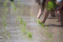 Station residents take to the fields, plant rice