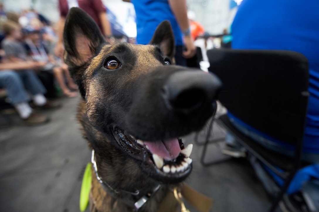 Cairo, a military working dog, waits for Air Force Staff Sgt. Brent Young.