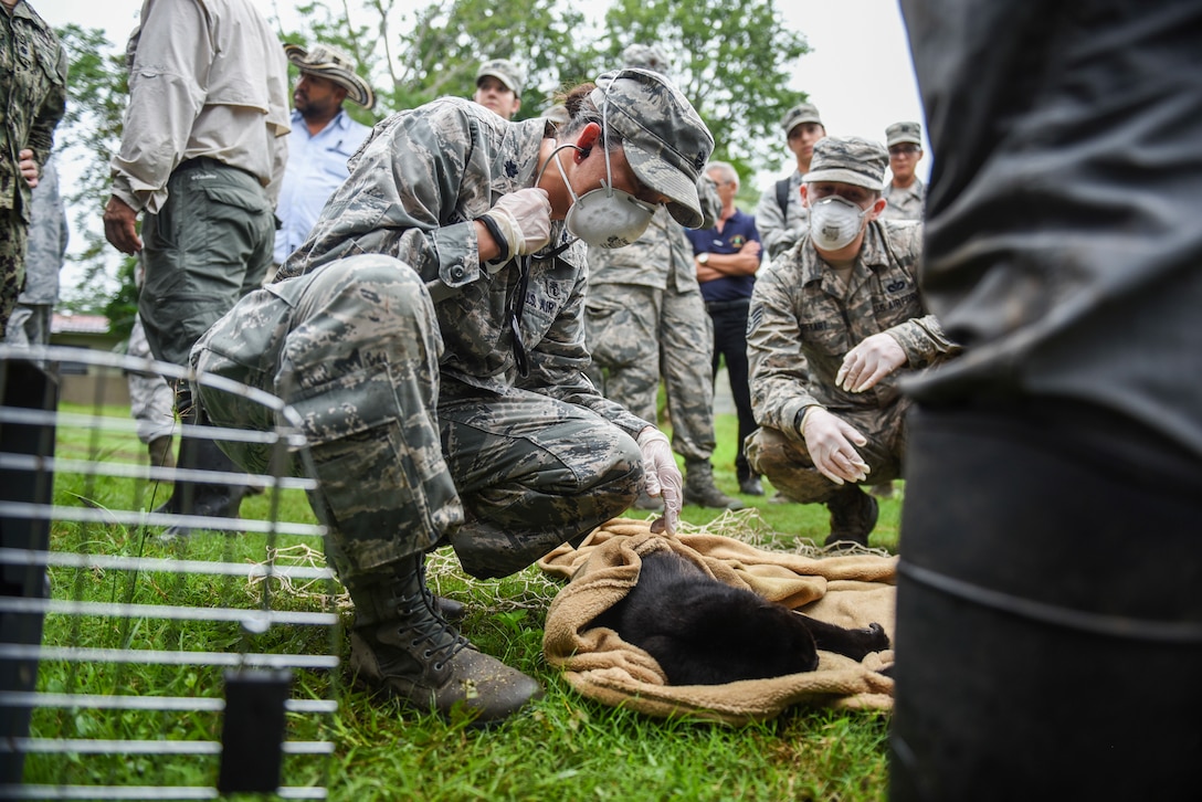 Air Force Lt. Col. Kelly Gambino-Shirley, 346th Expeditionary Medical Operations Squadron public health officer who is deployed from Wright-Patterson Air Force Base, Ohio, checks the vital signs of a monkey in Meteti, Panama.