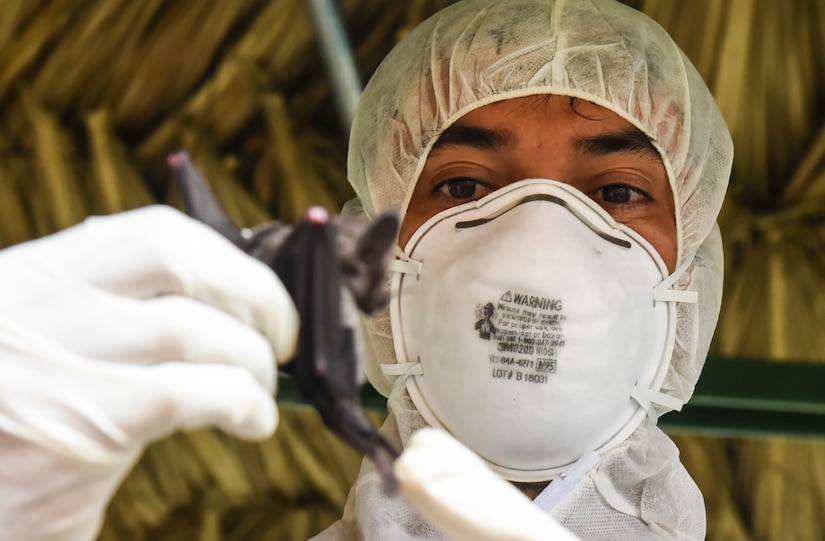 Publio Gonzalez, a biologist with the Gorgas Institute, holds a bat in Meteti, Panama, June 6, 2018. Gonzalez and U.S. military doctors were participating in an Emerging Infectious Diseases Training Event, in which they received informational lectures from Panamanian infectious disease experts and field studies of possible virus-carrying wildlife and insects. The event took place during Exercise New Horizons 2018, which is a joint training exercise where U.S. military members conduct training in civil engineer, medical, and support services while benefiting the local community. (U.S. Air Force photo by Senior Airman Dustin Mullen)