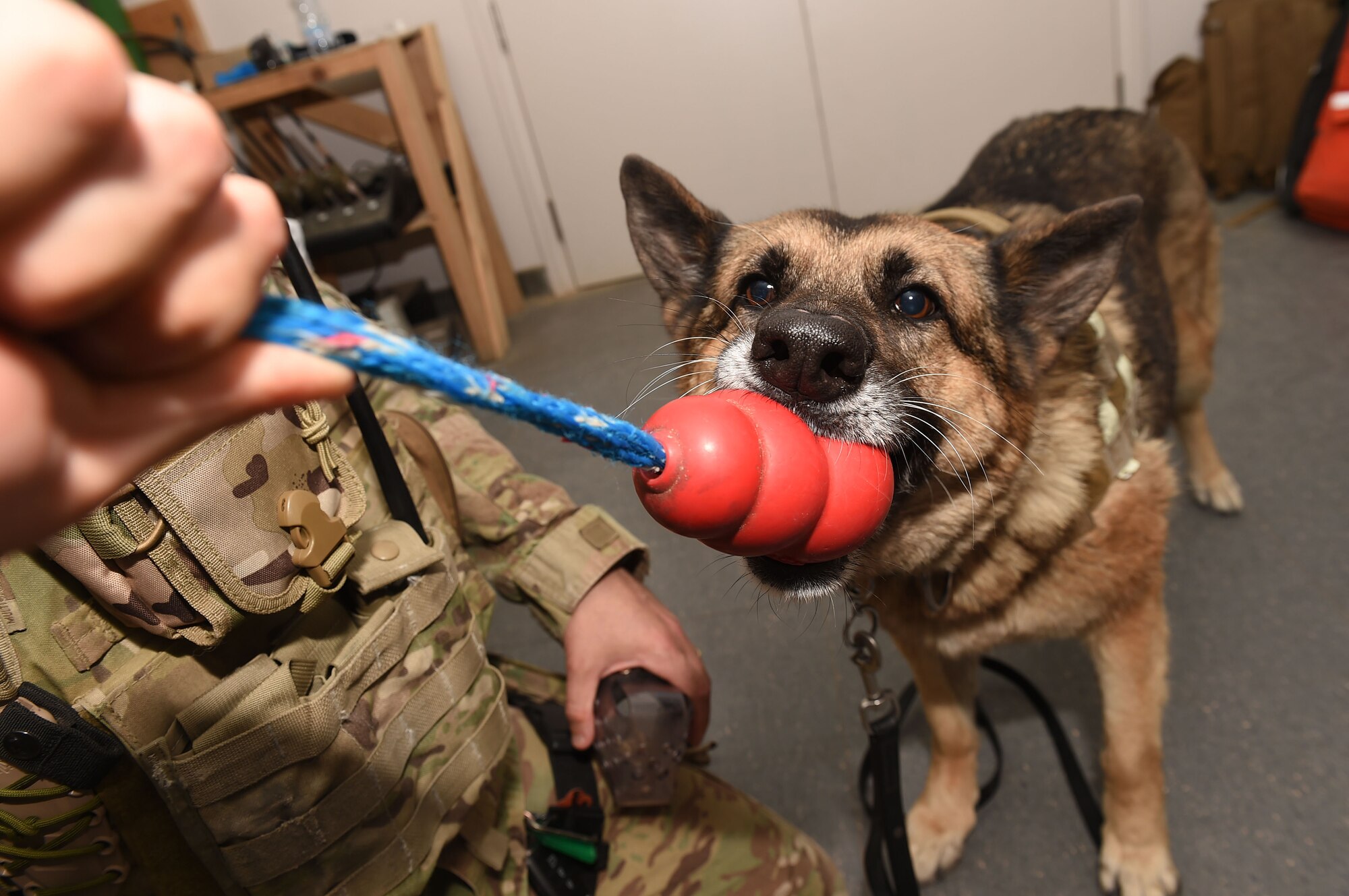 dog plays with chew toy
