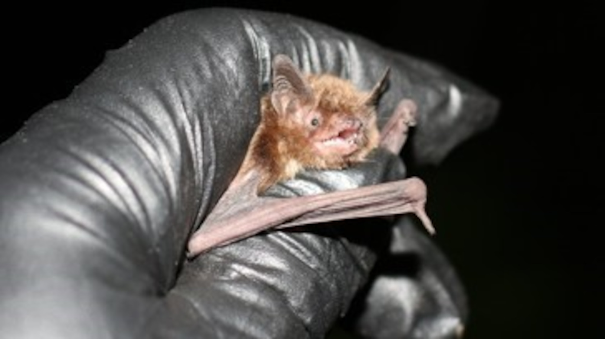 An Indiana bat found at Wright-Patterson during a mist net survey, by the U.S. Fish and Wildlife, June 2017. (Used with permission. U.S. Fish and Wildlife Service courtesy photo/Keith Lott)
