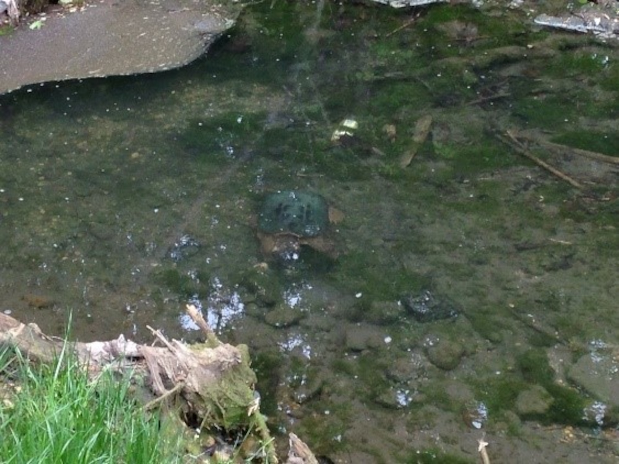 Snapping turtle found near the fire training area. (Courtesy photo)