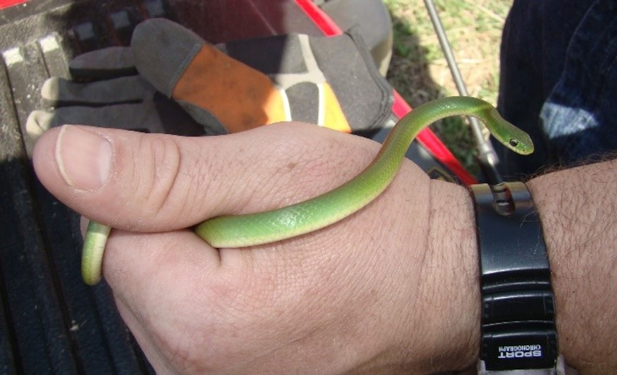 This Smooth Green Snake was found on base during an environmental survey in 2010. The survey team said it was the first documented SGS here since 1871.