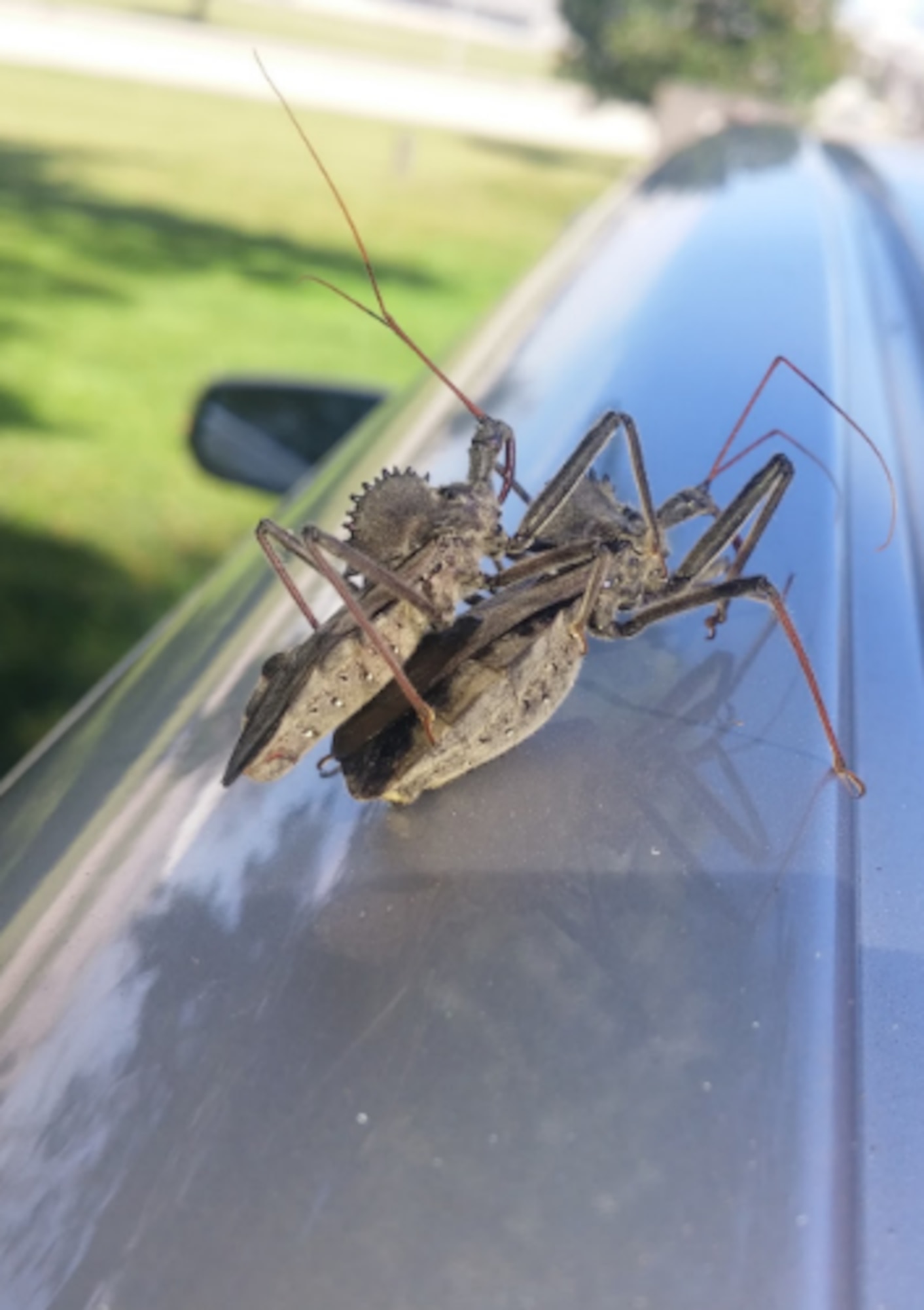 These are Wheel Assassin Bugs that were found on a parked car at Wright-Patterson. The female is the larger of the two on the bottom. They can deliver a painful and venomous bite and should not be handled.