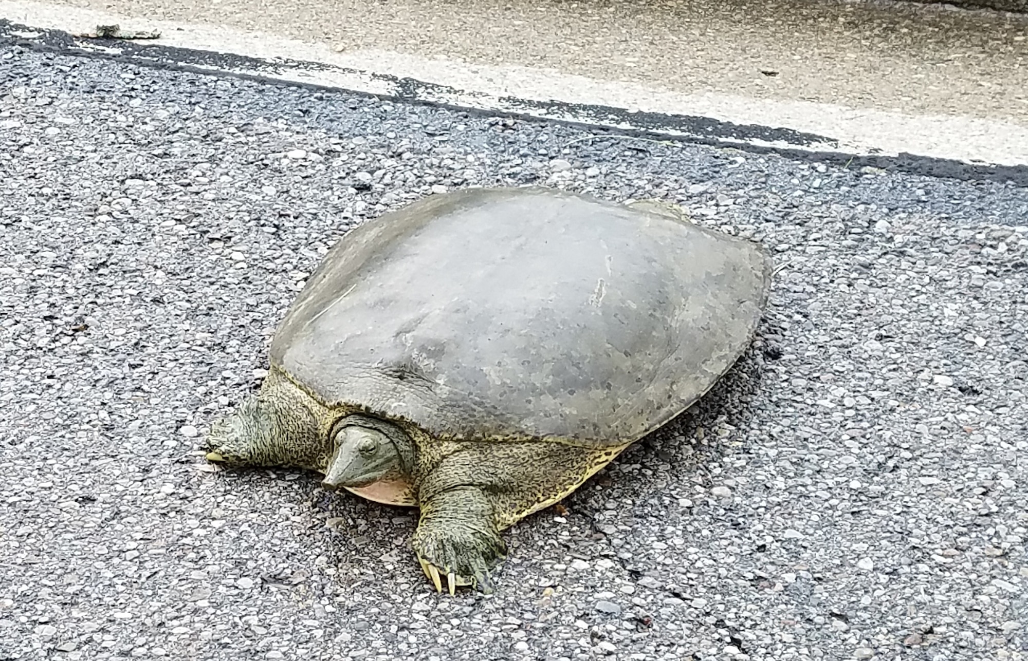 This Eastern Spiny softshell turtle was crossing the street to the golf course on Spruce Way. (U.S. Air Force photo/Laura McGowan)