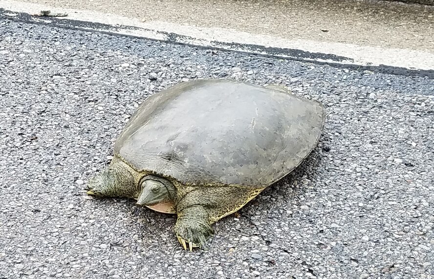 This Eastern Spiny softshell turtle was crossing the street to the golf course on Spruce Way. (U.S. Air Force photo/Laura McGowan)
