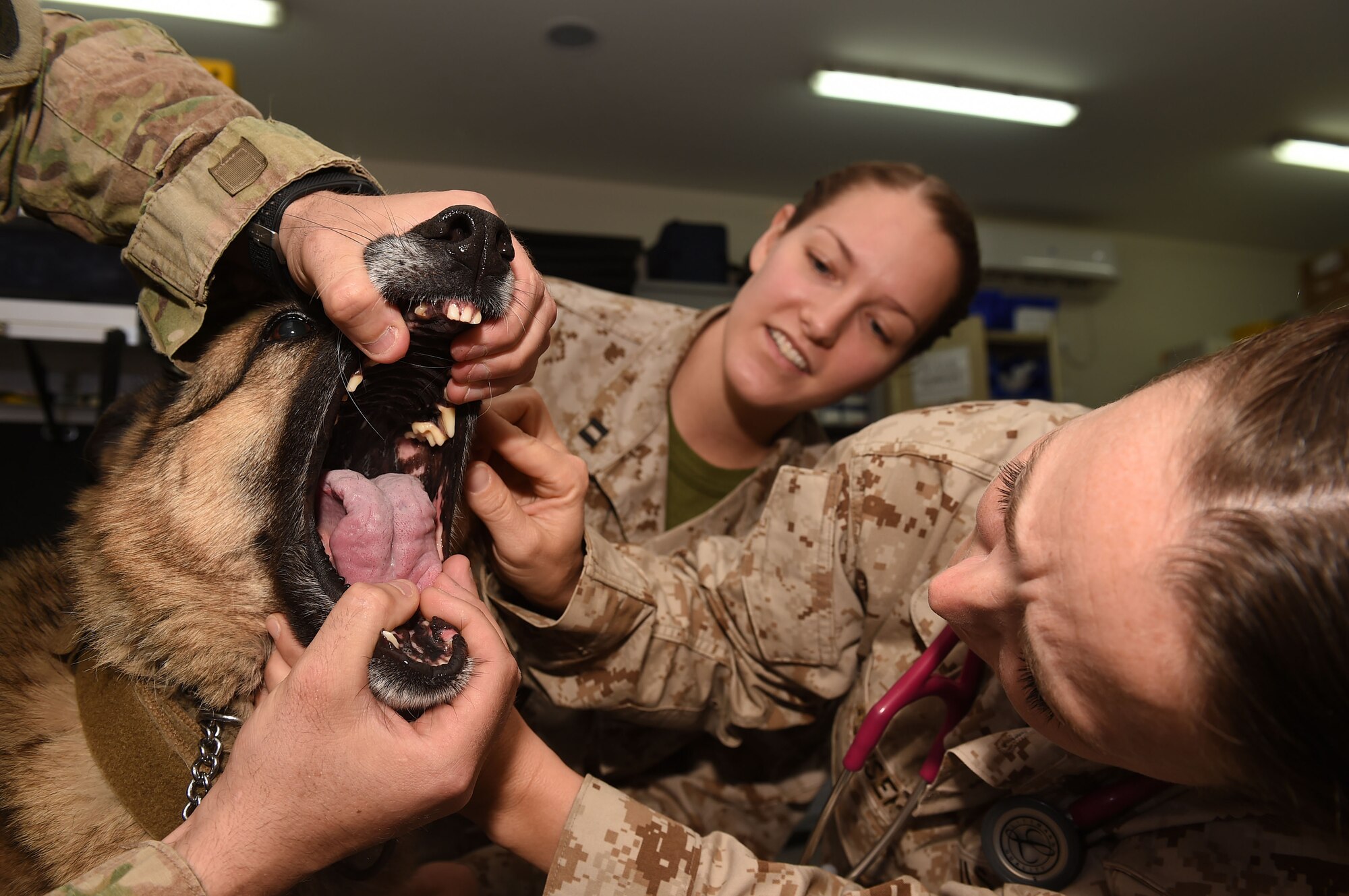 Two female sailors look in a dogs mouth