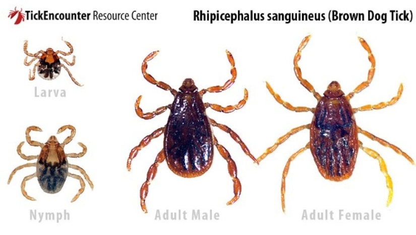 Tick ID courtesy of the University of Rhode Island's TickEncounter Resource Center.