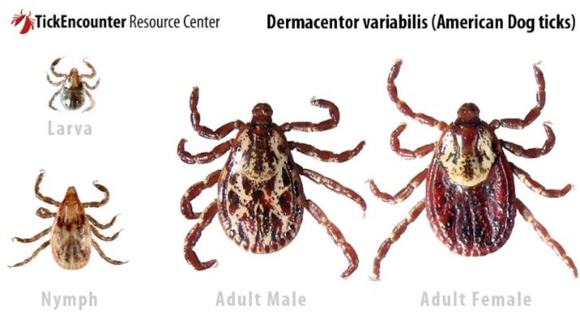 Tick ID courtesy of the University of Rhode Island's TickEncounter Resource Center.