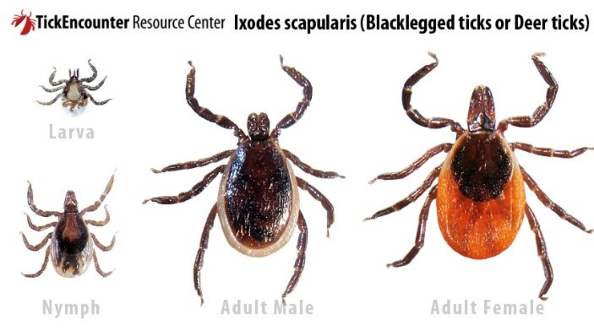 Tick ID courtesy of the University of Rhode Island's TickEncounter Resource Center.