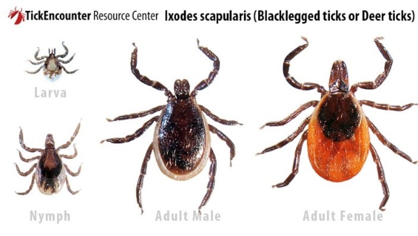Tick ID courtesy of the University of Rhode Island's TickEncounter Resource Center.