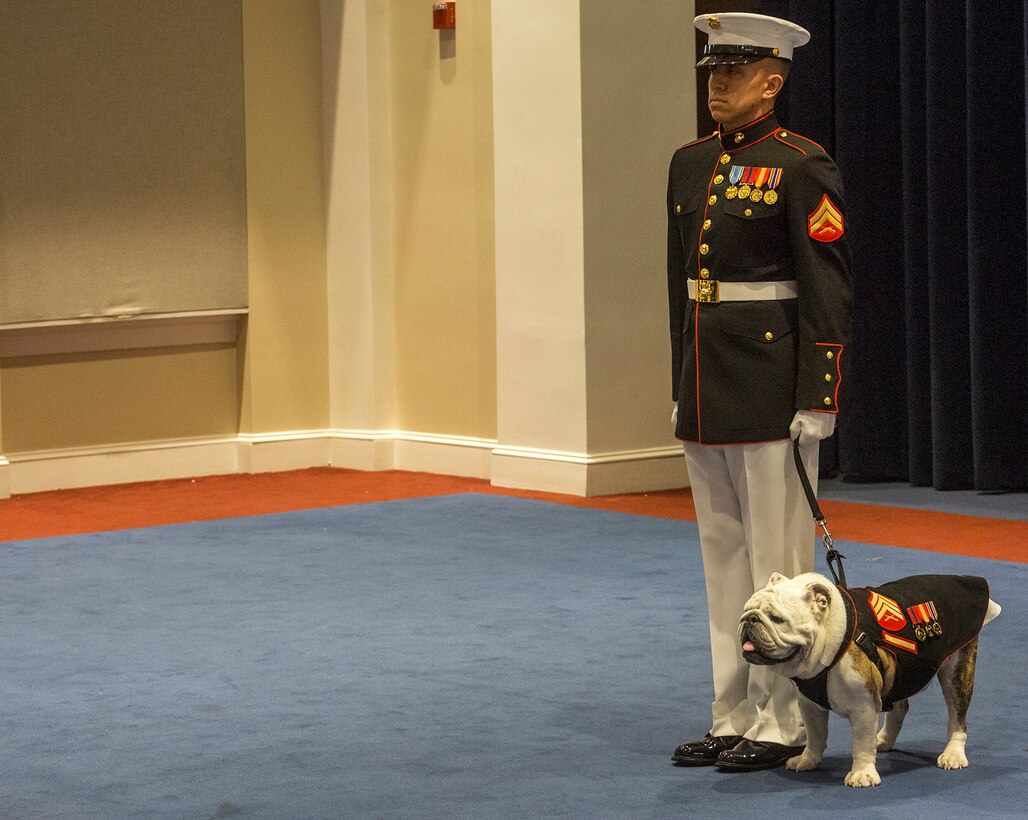 Corporal Troy Nelson, mascot handler, Marine Barracks Washington D.C., stands at attention with Sgt. Chesty XV, official Marine Corps mascot, during a Friday Evening Indoor Ceremony at the Barracks June 22, 2018. The guest of honor for the ceremony was Secretary of the Navy, Richard V. Spencer, and the hosting official was the Commandant of the Marine Corps, Gen. Robert B. Neller. (Official Marine Corps photo by Sgt. Robert Knapp/Released)