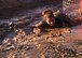 A participant crawls through an obstacle at the 56th Force Support Squadron’s 2018 Jump in the Mud 5K June 22, 2018 at Luke Air Force Base, Ariz.