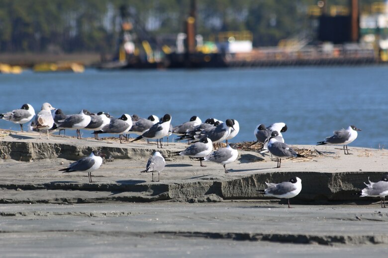 Bird Key Stono