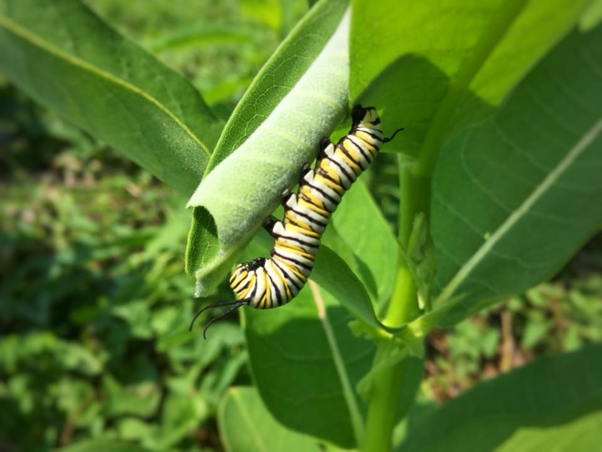 A caterpillar crawls across a leaf on a plant in the Huffman Prairie. Huffman Prairie is home to many native species of plants and animals. The prairie is also an optimal habitat for the pollinator population such as bees and butterflies. (Courtesy Photo)
