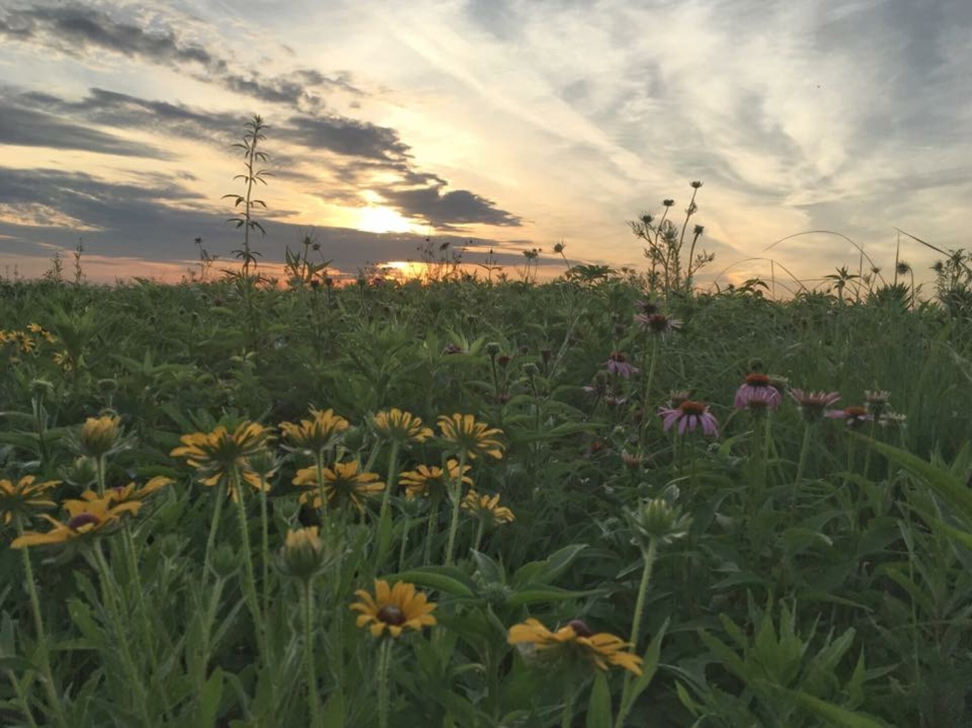 The Huffman Prairie at sunset. Huffman Prairie was declared a State of Ohio Natural Landmark in 1986 and is one of the largest remaining stands of black soil tallgrass prairies in Ohio and is one of the most significant habitats for grassland birds in the region. (Courtesy Photo)