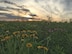 The Huffman Prairie at sunset. Huffman Prairie was declared a State of Ohio Natural Landmark in 1986 and is one of the largest remaining stands of black soil tallgrass prairies in Ohio and is one of the most significant habitats for grassland birds in the region. (Courtesy Photo)
