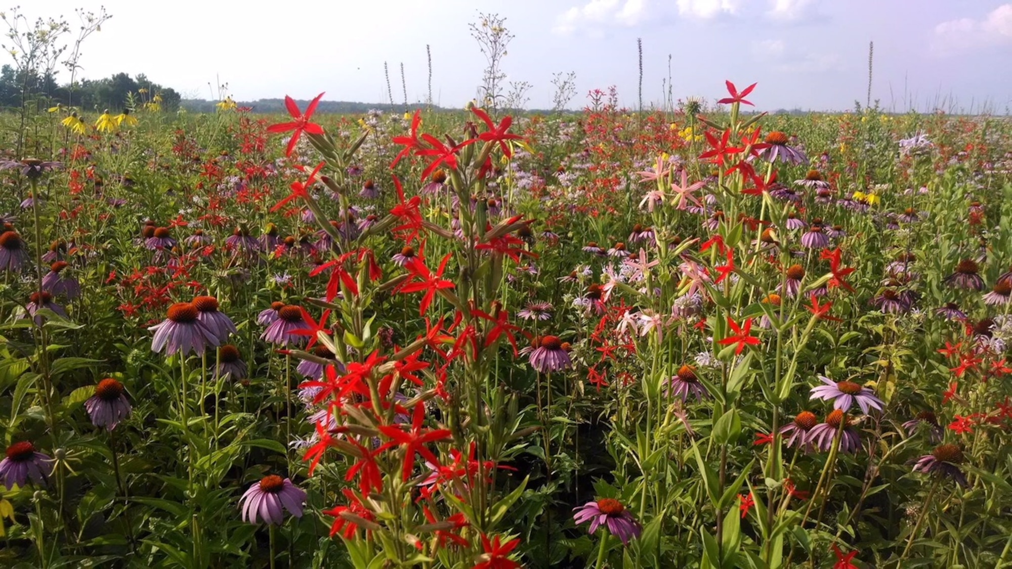 The Huffman Prairie is home for native species of plants and animals in Ohio. An “Explore Huffman Prairie” walking tour will be held on Tuesday, July 31, at 11 a.m. at the Huffman Prairie. (Courtesy Photo)