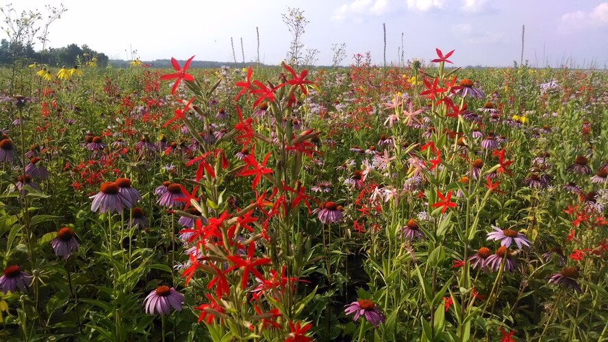 The Huffman Prairie is home for native species of plants and animals in Ohio. An “Explore Huffman Prairie” walking tour will be held on Tuesday, July 31, at 11 a.m. at the Huffman Prairie. (Courtesy Photo)