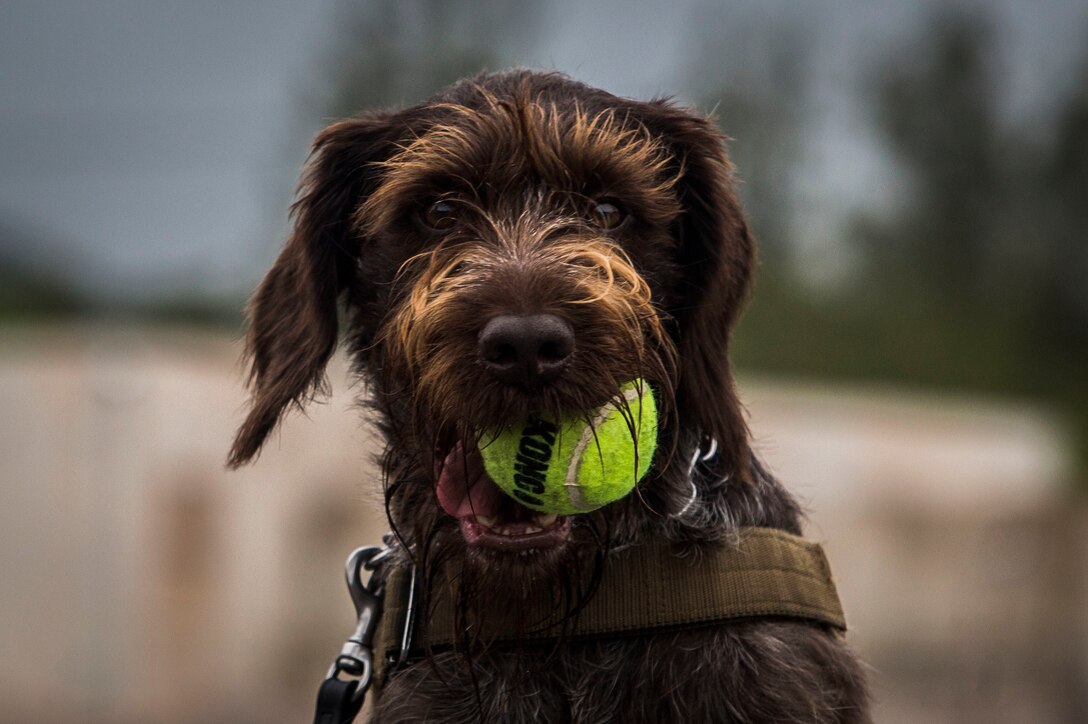 A canine with the Transportation Security Administration chews on a tennis ball as a reward for finding hidden explosives during an exercise at Marine Corps Training Area Bellows, Feb. 22, 2018. The exercise provided training opportunities for canine handlers with the U.S. Marine Corps, Army, and Navy, as well as Oahu civilian agencies such as the Honolulu Police Department and the Transportation Security Administration. The exercise also allowed the agencies to cooperate and work through a simulated scenario, producing readiness by strengthening their inter-operability and cohesion. (U.S. Marine Corps photo by Lance Cpl. Luke Kuennen)