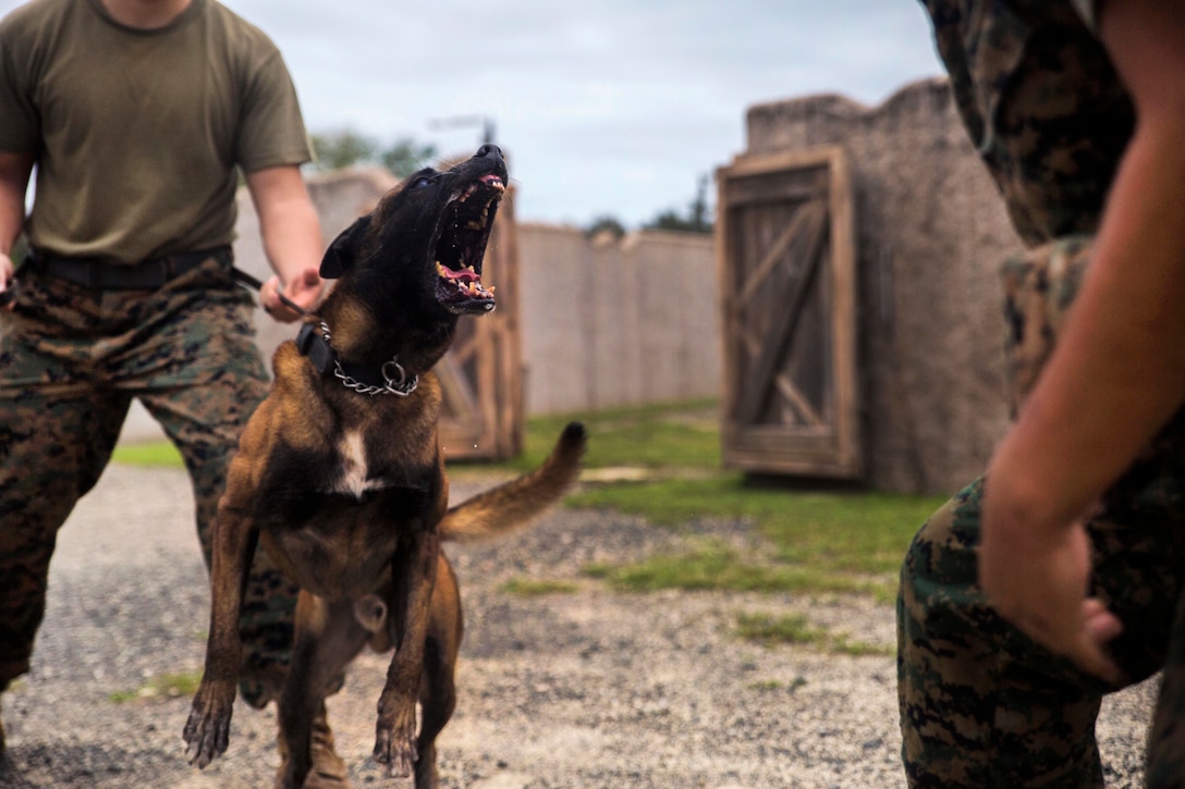 A Marine and his military working dog conduct apprehension training.