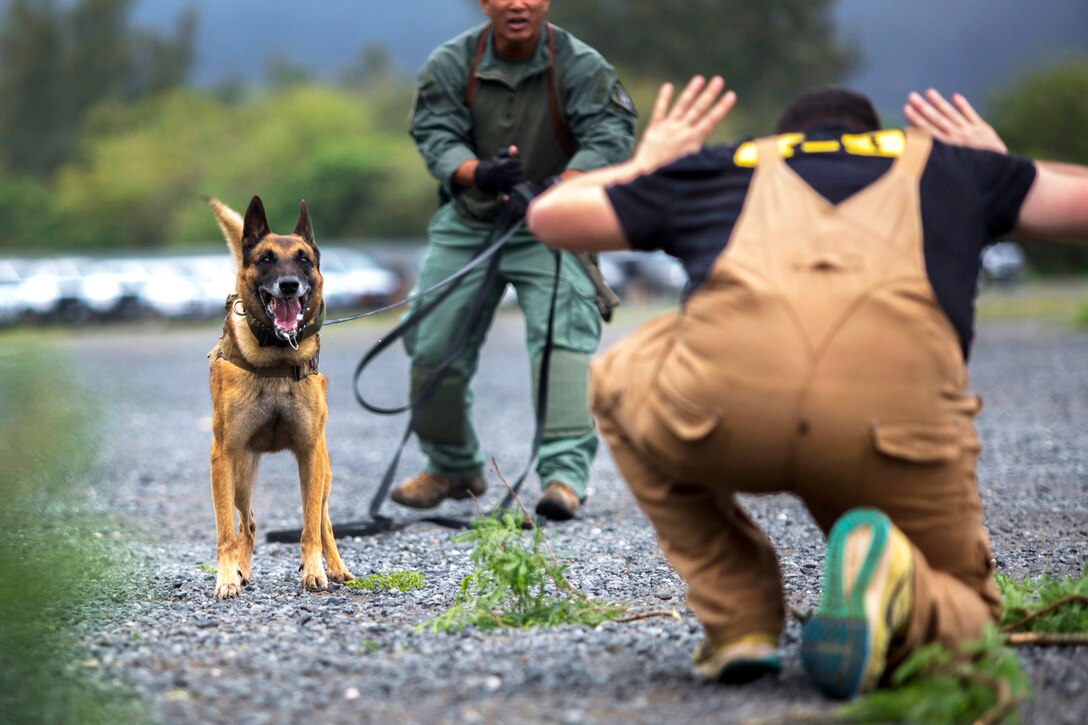 A Honolulu Police Department dog handler and his K-9 conduct apprehension training.