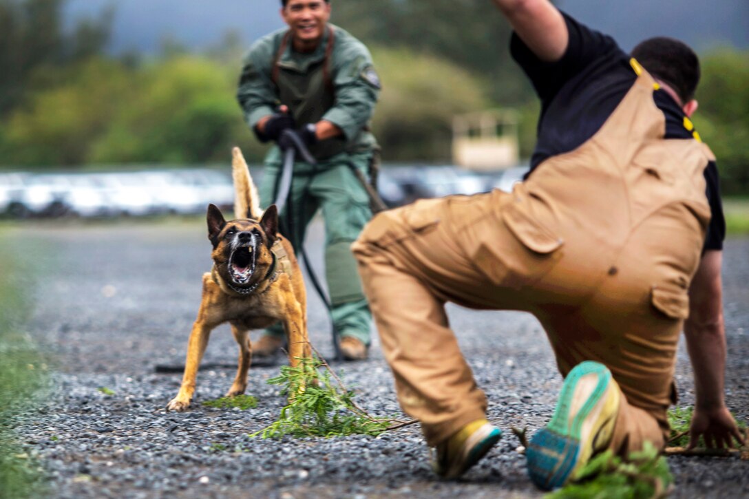 A Honolulu Police Department dog handler and his K-9 conduct apprehension training.