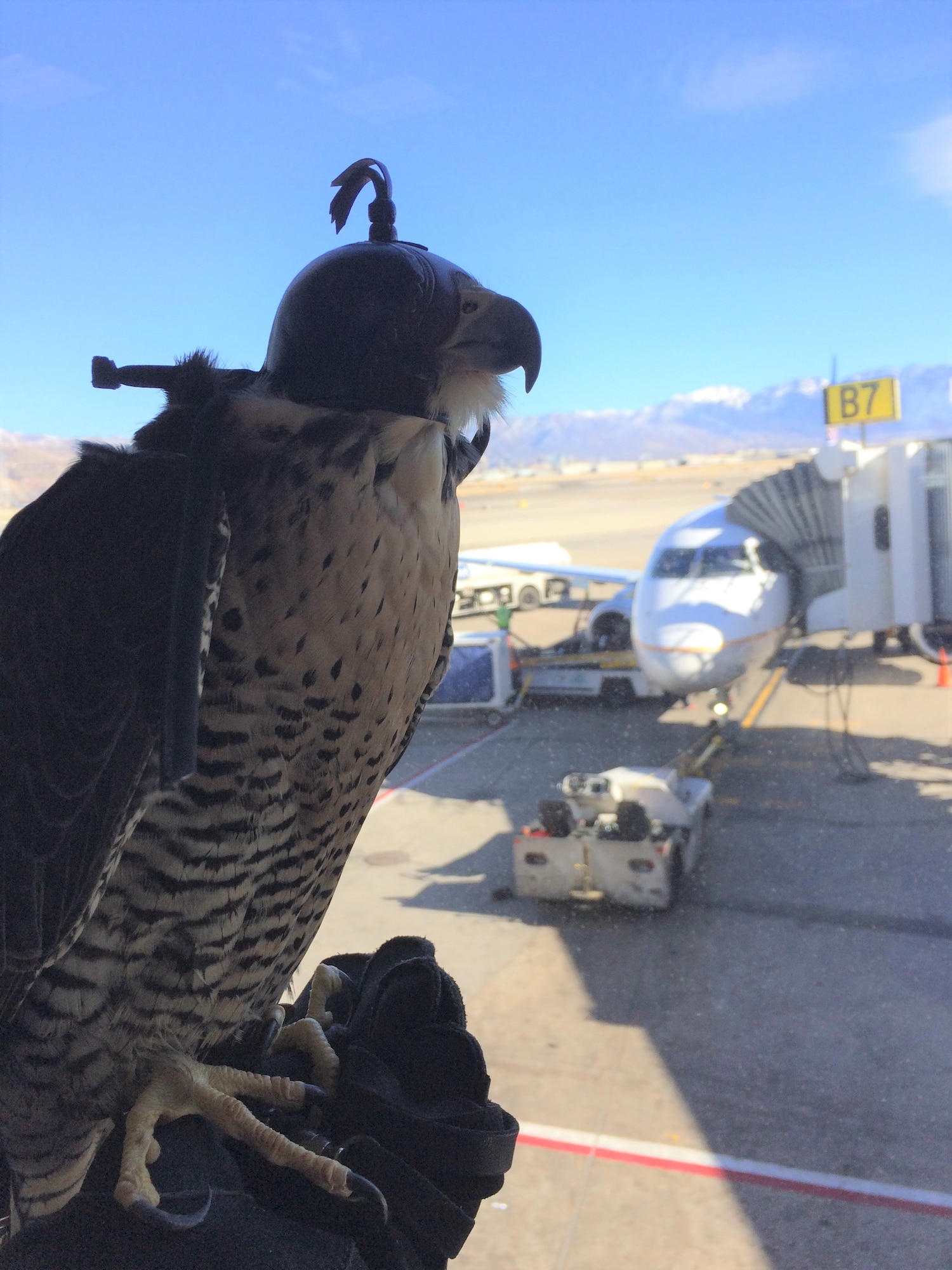 Falcon