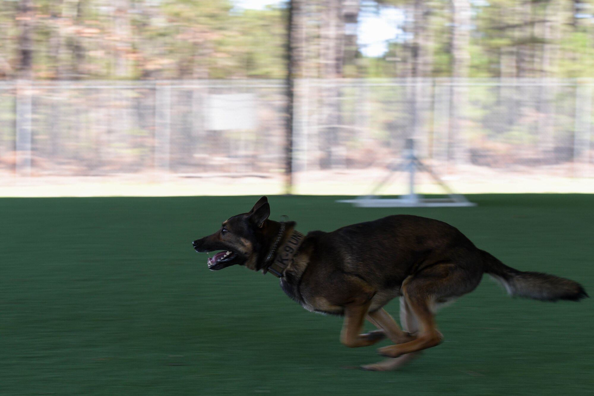 Kato, 20th Security Forces Squadron military working dog (MWD), runs toward a simulated suspect at Shaw Air Force Base, S.C., Feb. 27, 2018.