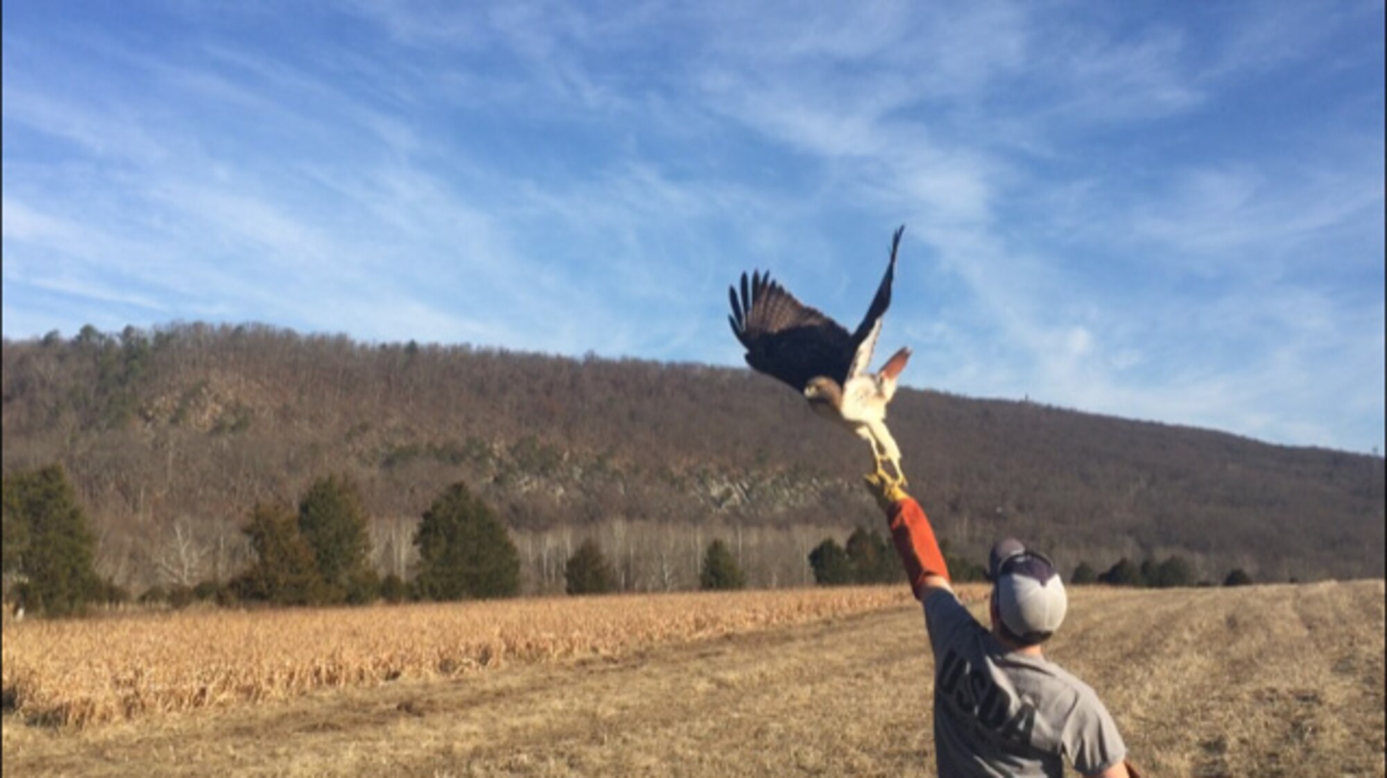 Travis Flanagan releases a banded red-tail hawk at a wildlife management area in Hardy County, W.Va., Feb. 21. The hawk was translocated from the airfield at the 167th Airlfit Wing, Martinsburg, W.Va