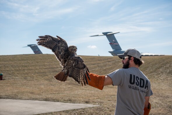 West Virginia’s only master bird bander, Chad Neil, a USDA wildlife airport biologist, holds a red-tail hawk that was caught at the 167th Airlift Wing, Feb. 20, 2018. The hawk was banded and translocated to a wildlife management area in Hardy County, W.Va., Feb. 21.