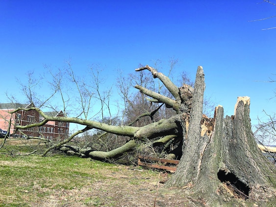 150-year-old tree, an icon of Quantico, succumbs to bomb cyclone ...