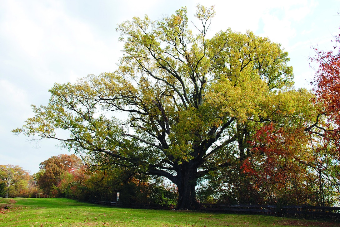 The Wisdom Tree during the fall added colorful leaves and a visual centerpiece to the surrounding trees.
