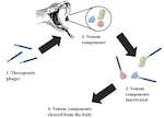 The illustration shows how therapeutic phages can be used as an antivenom in treating snakebites. Phages, which are viruses that infect bacteria, enter the body and target venom components. Once the phages stick to the venom components, they are able to inactivate the venom compounds and clear the compounds from the body. The research into the use of therapeutic phages is being conducted by Dr. Yoon Hwang, Naval Medical Research Unit San Antonio research scientist.