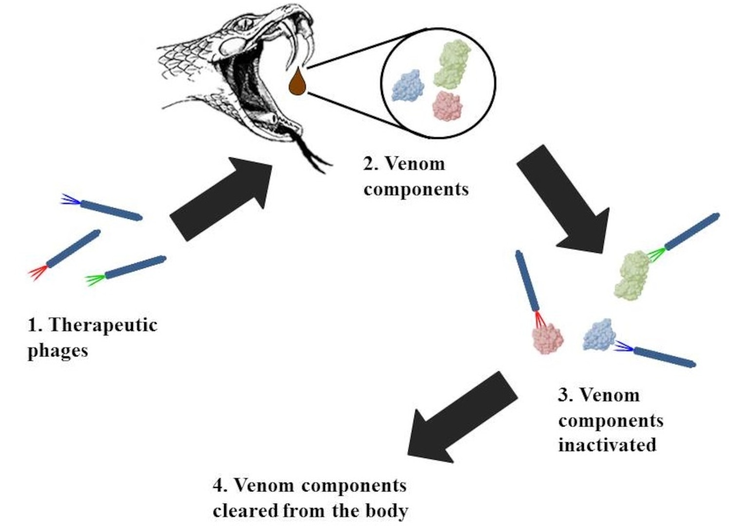 The illustration shows how therapeutic phages can be used as an antivenom in treating snakebites. Phages, which are viruses that infect bacteria, enter the body and target venom components. Once the phages stick to the venom components, they are able to inactivate the venom compounds and clear the compounds from the body. The research into the use of therapeutic phages is being conducted by Dr. Yoon Hwang, Naval Medical Research Unit San Antonio research scientist.