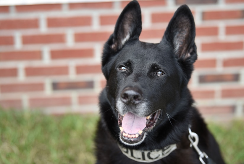 Military Working Dog Shark, 628th Security Forces Squadron, poses for a photograph before the MWD retirement ceremony Feb. 23, 2018, at the base theater.