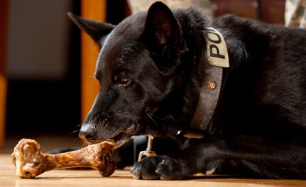 Military Working Dog Shark, 628th Security Forces Squadron, enjoys a bone on stage of the MWD retirement ceremony Feb. 23, 2018, at the base theater.