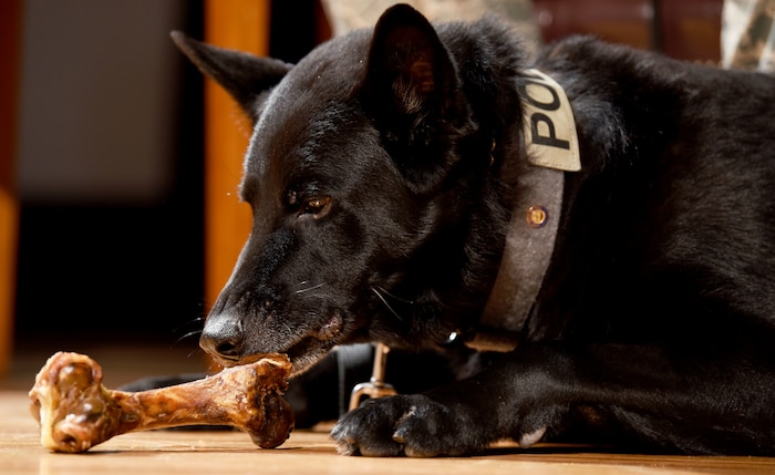 Military Working Dog Shark, 628th Security Forces Squadron, enjoys a bone on stage of the MWD retirement ceremony Feb. 23, 2018, at the base theater.