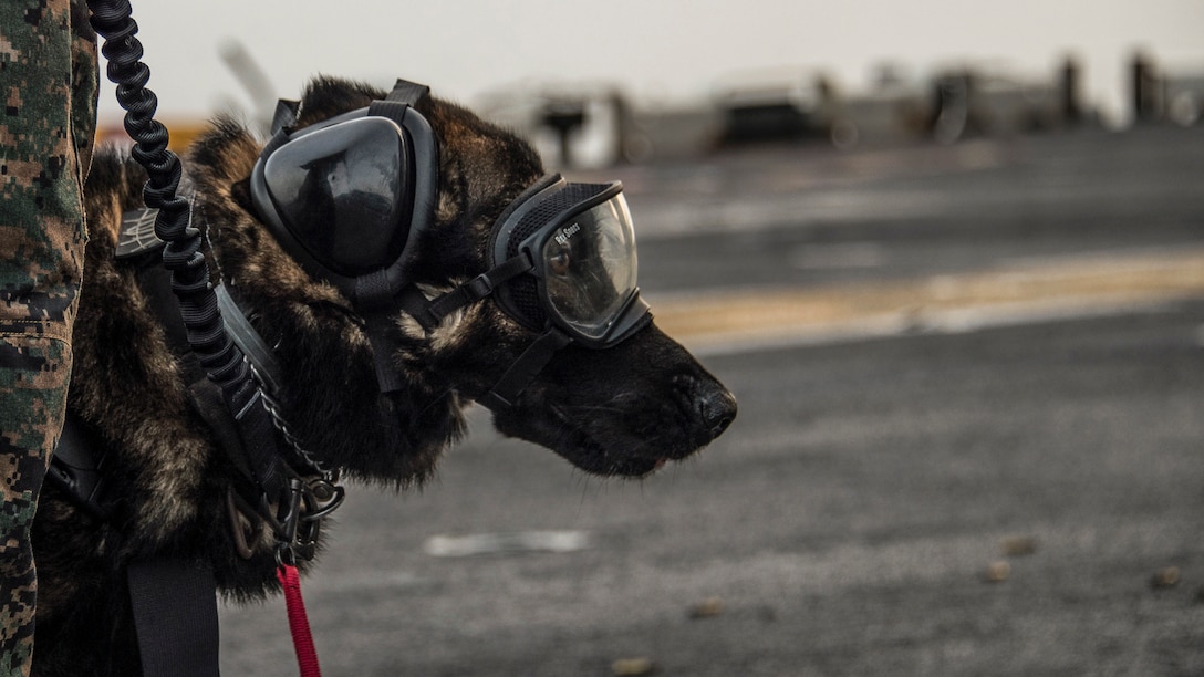 A dog wearing goggles and ear protectors stares in profile on a flight deck.