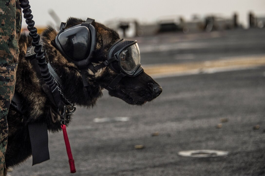 A dog wearing goggles and ear protectors stares in profile on a flight deck.