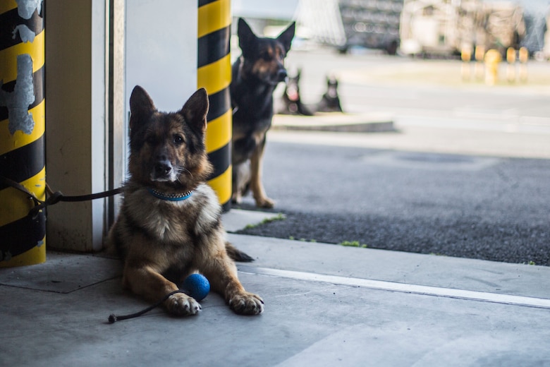 Japanese working dogs wait for their turn to perform a search at Marine Corps Air Station Iwakuni, Japan, March 12, 2018. The training brought Japanese K-9 handlers from the Japan Maritime Self-Defense Force Kure Repair Supply Facility Petroleum Terminal unit and the Hiroshima Police Headquarters to the air station, where they practiced detecting explosives with K-9’s.