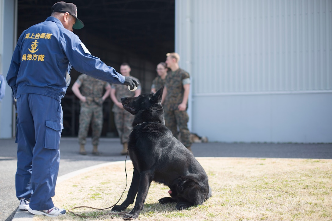 Yutaka Fujii, a civilian K-9 handler with Japan Maritime Self-Defense Force, passes a ball to his canine at Marine Corps Air Station Iwakuni, Japan, March 12, 2018. The training brought Japanese K-9 handlers from the JMSDF Kure Repair and Supply Facility Petroleum Terminal unit and the Hiroshima Police Headquarters to the air station, where they practiced detecting explosives with K-9’s.