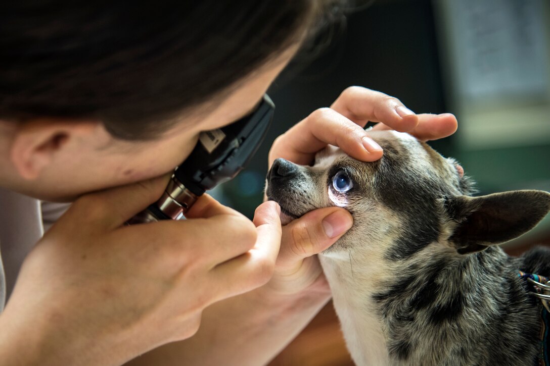 U.S. Army Capt. Kaila Chung, public health activity at Fort Gordon veterinarian, examines ‘Gizmo’, March 6, 2018, at Moody Air Force Base, Ga. The Veterinarian Clinic provides treatment and care for the Military Working Dogs stationed here while also providing the same care for personally owned animals. (U.S. Air Force photo by Airman Eugene Oliver)
