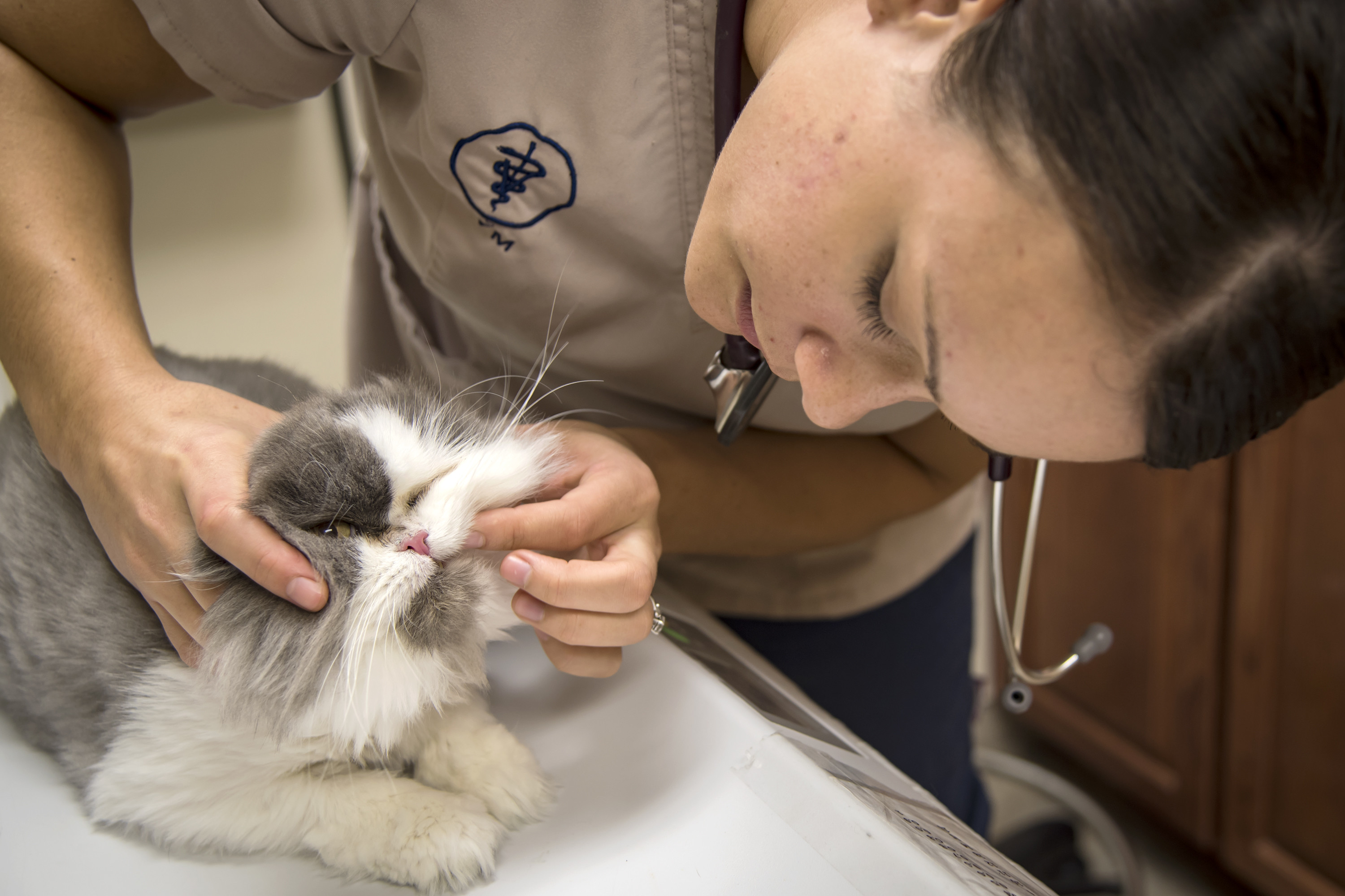 Vet Clinic provides care for MWD's, family pets