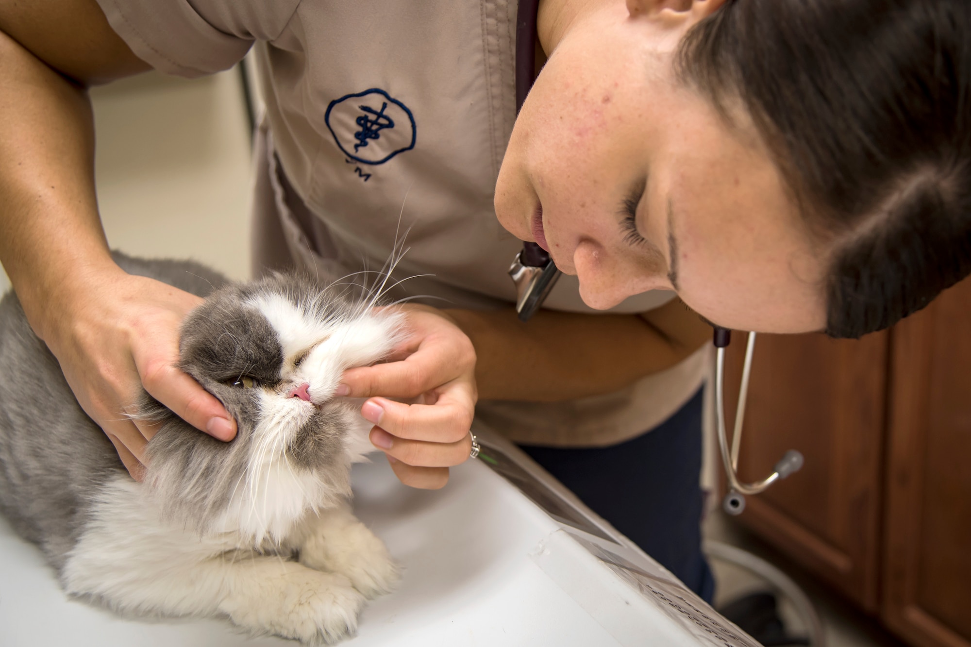 U.S. Army Capt. Kaila Chung, public health activity at Fort Gordon veterinarian, examines ‘Kilo’, March 6, 2018, at Moody Air Force Base, Ga. The Veterinarian Clinic provides treatment and care for the Military Working Dogs stationed here while also providing the same care for personally owned animals. (U.S. Air Force photo by Airman Eugene Oliver)