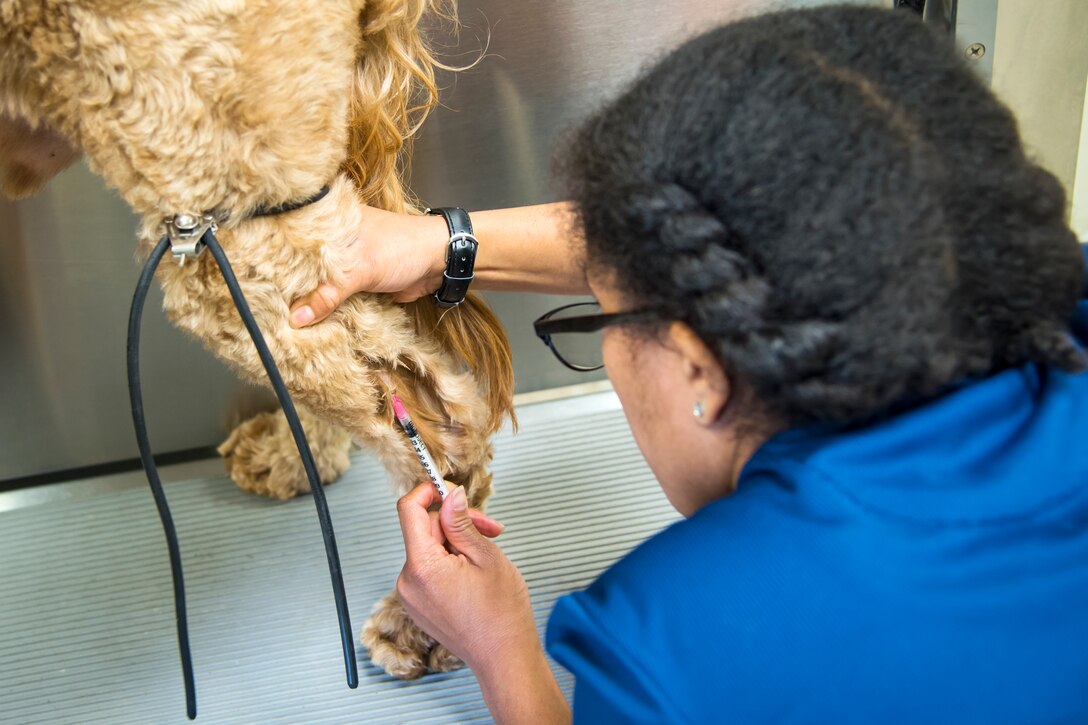 Jacinda Crawford, 23d Aerospace Medicine Squadron animal health assistant, injects a vaccine into ‘Dozer’, March 6, 2018, at Moody Air Force Base, Ga. The Veterinarian Clinic provides treatment and care for the Military Working Dogs stationed here while also providing the same care for personally owned animals. (U.S. Air Force photo by Airman Eugene Oliver)