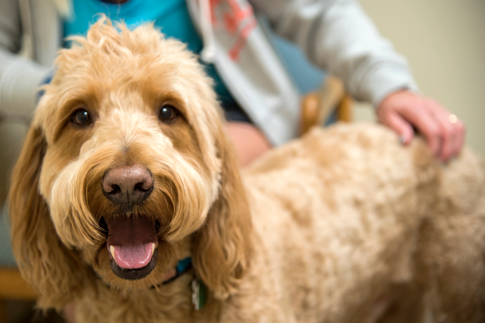 ‘Dozer’ poses for a picture, March 6, 2018, at Moody Air Force Base, Ga. The Veterinarian Clinic provides treatment and care for the Military Working Dogs stationed here while also providing the same care for personally owned animals. (U.S. Air Force photo by Airman Eugene Oliver)