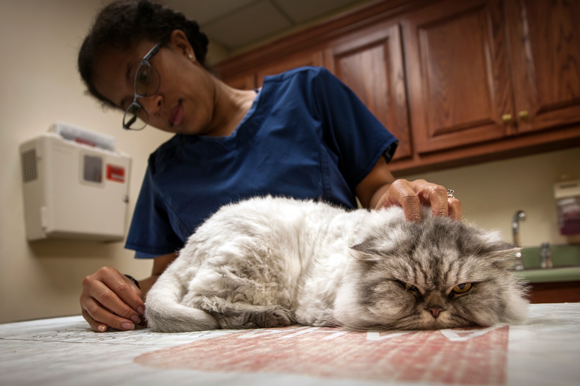 Jacinda Crawford, 23d Aerospace Medicine Squadron animal health assistant, checks the temperature of ‘Kammi’, March 6, 2018, at Moody Air Force Base, Ga.  The Veterinarian Clinic provides treatment and care for the Military Working Dogs stationed here while also providing the same care for personally owned animals. (U.S. Air Force photo by Airman Eugene Oliver)